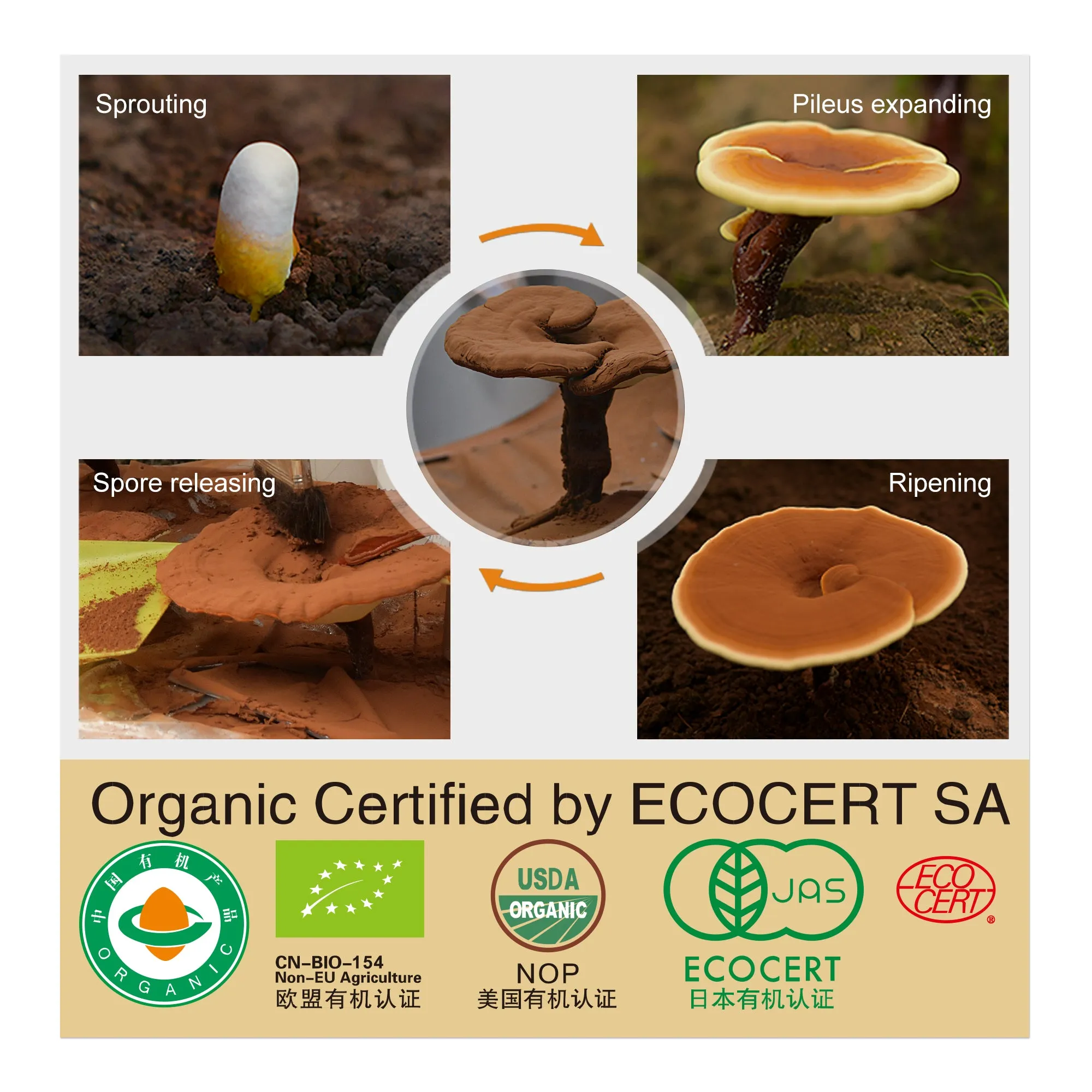 Immunity Boosters OEM Organic Ganoderma Tea – Health Herbal Tea
